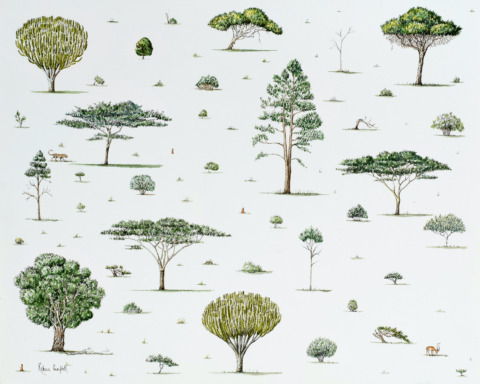 Africa's Arboretum 16x20