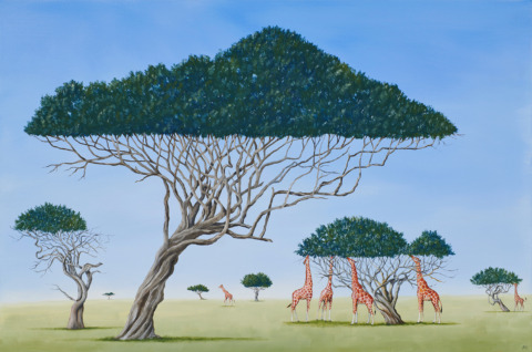 Giraffe's Daily Graze, Oil On Linen, 61 x 91 cm Sold