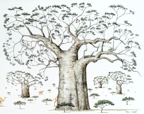 The Monumental Baobab, Africa's Mighty Tree Of Life 16x20